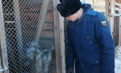 Прокуратура направила иск к мэрии Свободного после нападения собаки на ребенка