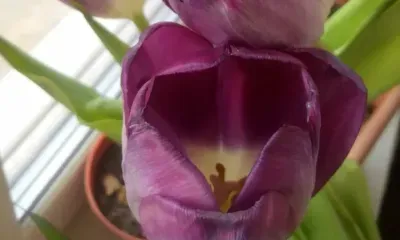 Трехдневная рабочая неделя ждет россиян