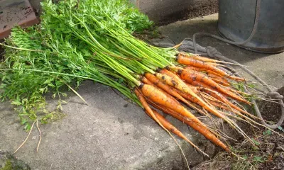 Земельные участки ждут более тысячи многодетных семей в Амурской области 