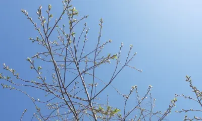 День Земли, приуроченный ко Дню весеннего равноденствия празднуется 20 марта