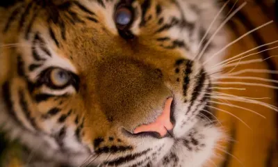 Тушу амурского тигра перевозили в машине двое жителей Хабаровского края