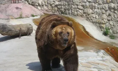 На Никифора ждали гусей