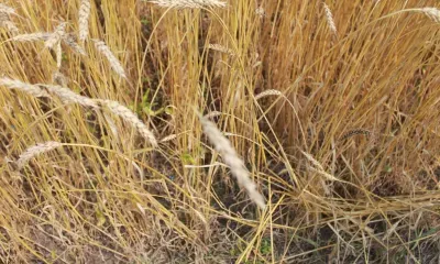 Нечистоты затопили поля в Амурской области