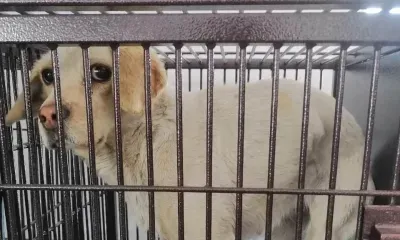 Каталог бродячих собак создали в администрации Благовещенского района