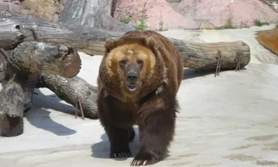 Детали гибели растерзанного медведем жителя Курил изучают следователи