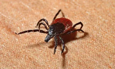 Клещи покусали семь человек за неделю в Амурской области