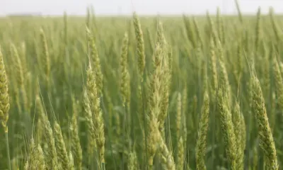 Агрохимические паспорта получат пахотные земли в Амурской области