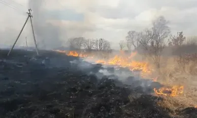 Мужчина допустил пал, когда сжигал порубочные остатки в Сковородинском районе