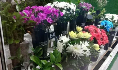 Китайские живые цветы завезли в Приморье впервые с 2019 года