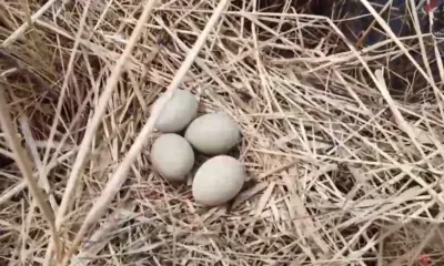 Птичье гнездо с яйцами спасли пожарные в Благовещенском районе