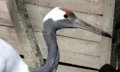 Журавлей из Красной книги пересчитают в Амурской области