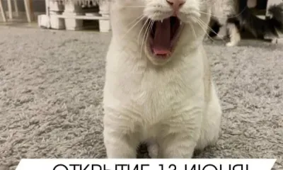 Стала известна дата открытия котокафе в Благовещенске