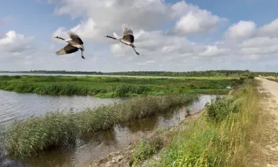 Новые гнезда краснокнижных журавлей обнаружили в Амурской области
