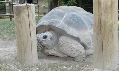 Всемирный день черепахи отмечается 23 мая