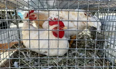 Проверку на птичий грипп прошли 1184 пернатых в Амурской области