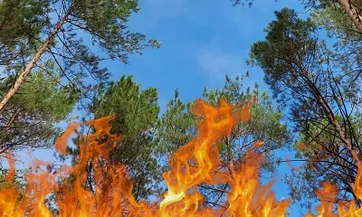 Штрафы за поджоги в лесах выросли для россиян в десять раз 