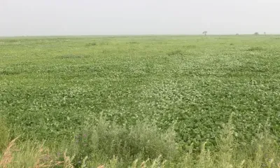 В народе подмечали, что к Митрофану лен начинает расти в полную силу