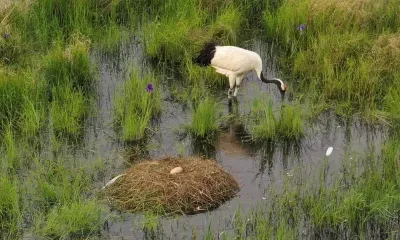 Дочка японских журавлей, погибших в Приамурье, начала размножаться