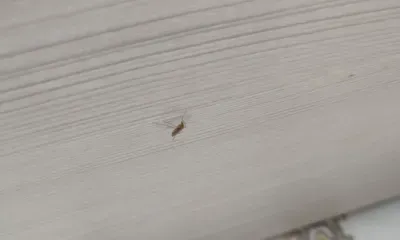 Мухи и комары могут быть разносчиками "малой чумы"