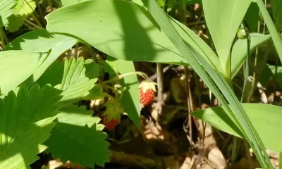 День Варнавы - праздник, в который можно выполнять любые работы в саду и в огороде