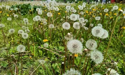 Ромашки и одуванчики на дачных участках грозят россиянам штрафами