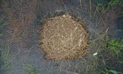 Завести потомство не получилось у молодых журавлей-родственников в Амурской области