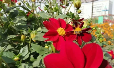 На июльского Зосиму пчелы начинают заносить мед в ульи и заливать соты