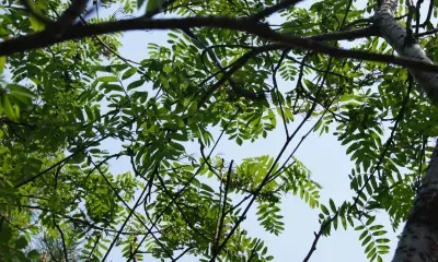 На территории Амурской области 8 июля в отдельных районах ливни