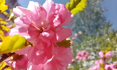 На территории Амурской области 12 июля в отдельных районах кратковременные дожди, грозы