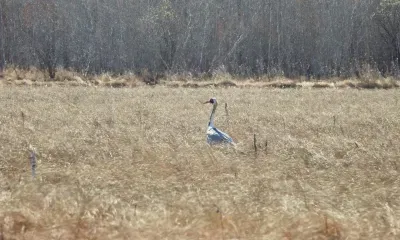 Истощенный даурский журавль погиб в Хинганском заповеднике