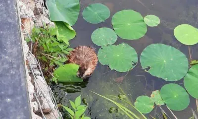 Лотосы на озерах Ивановки уничтожает ондатра