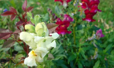 На территории Амурской области 27 июля днем местами кратковременные дожди, грозы