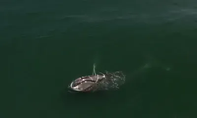 Редкого кита спасают из сетей в Охотском море