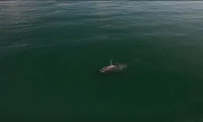 Спасение кита, который запутался в рыболовных сетях в Охотском море, займет 2-3 дня 