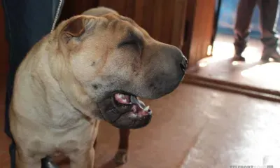 Продукты со стола, полезные для собак, перечислили кинологи 