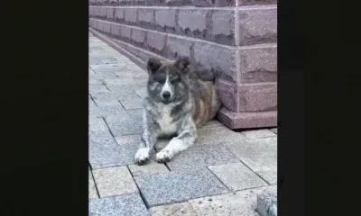 Щенка японской породы отдает в добрые руки губернатор Приморского края