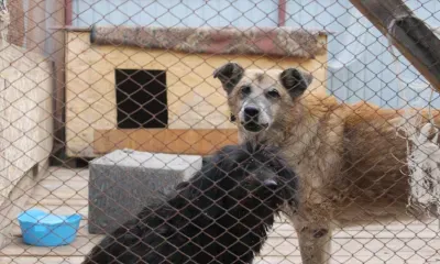 Собаку зарезал мужчина на глазах жителей Владивостока