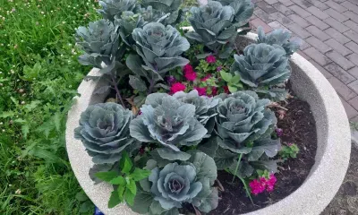 Днем в Амурской области 31 августа на большей части кратковременные дожди, местами ливни, грозы