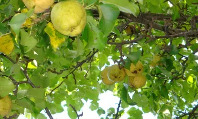 Днем в Амурской области 6 сентября в отдельных районах дожди, местами сильный дождь