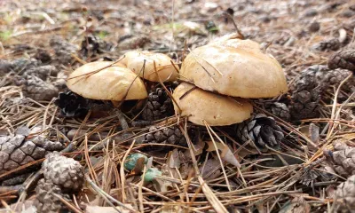 Тит Листопадник отмечается 7 сентября