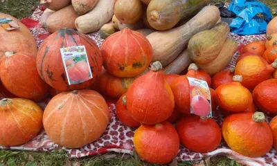 Грушевую сгущенку попробовали амурчане на фестивале тыквы