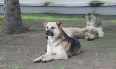 Нападением собаки на ребенка занялась прокуратура в Тынде 