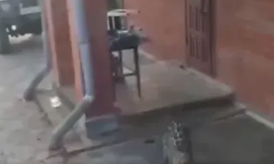 Леопард впервые напал на человека в Приморье