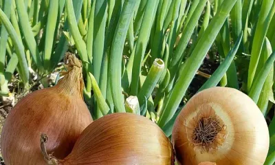 Луков день отмечается 20 сентября