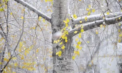 Первый снег выпал в городах и районах Амурской области 