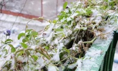 Новый погодный антирекорд зафиксирован в Благовещенске 