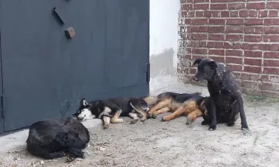 Дети, покусанные собаками в Сковородинском районе, получат по 15 тыс. рублей