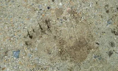 Три медведя прогулялись по территории Амурского ГПЗ