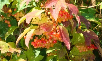 Вселенские бабьи именины отмечаются 30 сентября