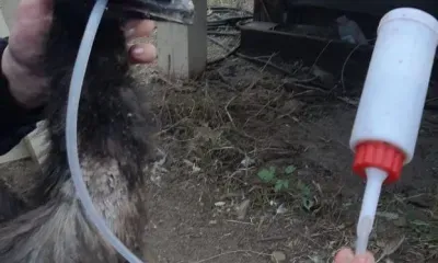 Стекло из страуса эму извлекли в Благовещенске